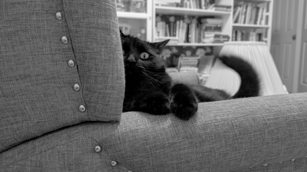 A black cat looks dramatically around the back of a reading chair, his paws on the arm of the chair. Books and a lamp can be seen in the background. The photograph is stylized in black and white for added drama.